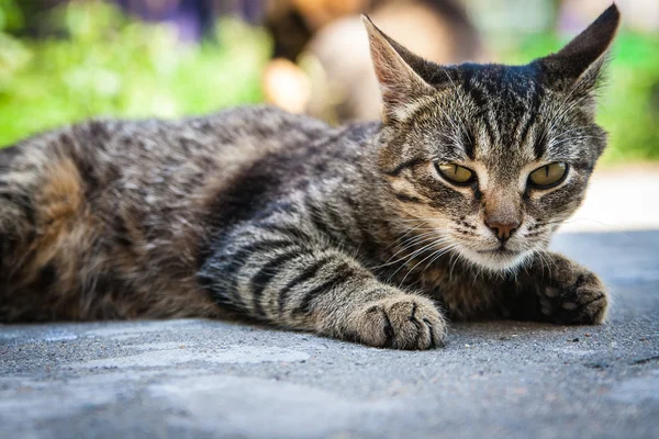 Aggressivt trimmad katt lögner — Stockfoto