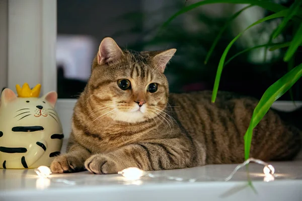 İngiliz kedisi pencere eşiğinde oturuyor — Stok fotoğraf