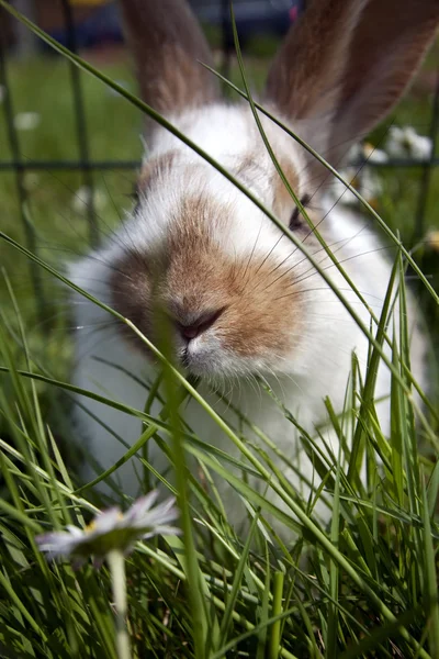 Young domestic rabbits Stockafbeelding