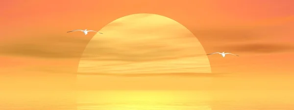 Gabbiani al tramonto — Foto Stock