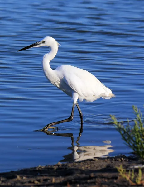 Kleine zilverreiger — Stockfoto