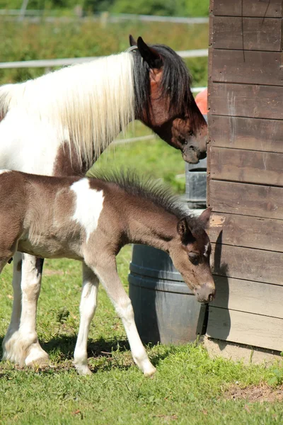 Мать-лошадь и её жеребенок — стоковое фото