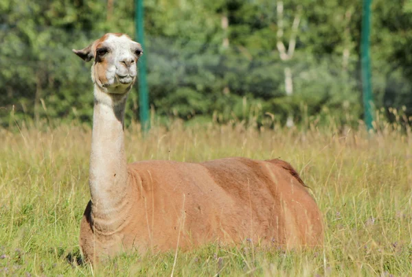 Llama descansando — Fotografia de Stock