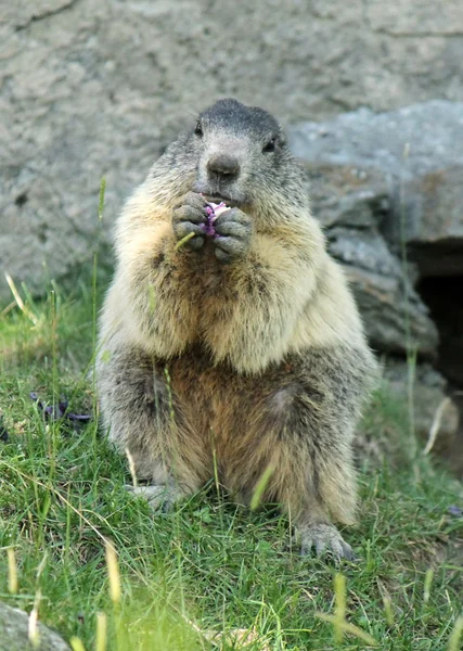 Marmotte manger — Photo