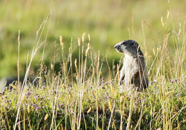 Marmoton i græsset - Stock-foto