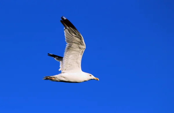 Mouette volant — Photo