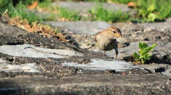 Sparrow on the ground — Stock Photo, Image