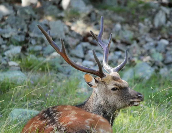 Lying deer — Stock Photo, Image