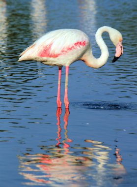 Suda flamingo