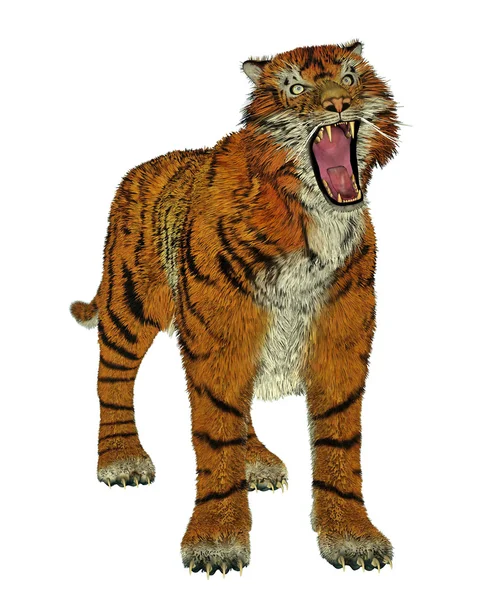 Tiger bullying — Stock Photo, Image