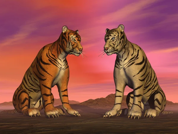 Two tigers and colorful sky — Stock Photo, Image