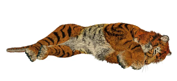 Tiger sleeping — Stock Photo, Image