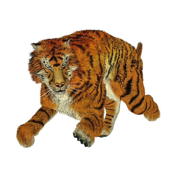 Tigre in esecuzione — Foto Stock