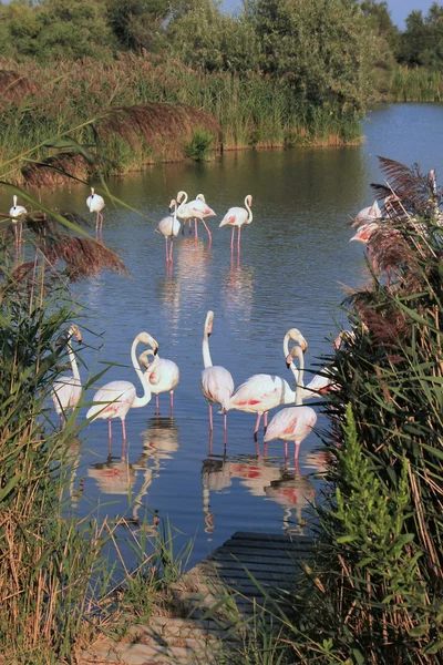 Flamencos en un estanque —  Fotos de Stock