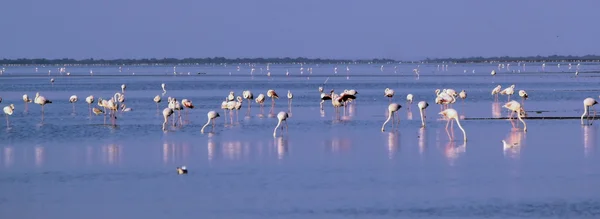 Flamencos en el agua —  Fotos de Stock