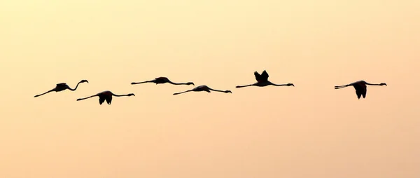 Flamingos voando — Fotografia de Stock
