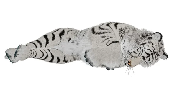 White tiger sleeping — Stock Photo, Image