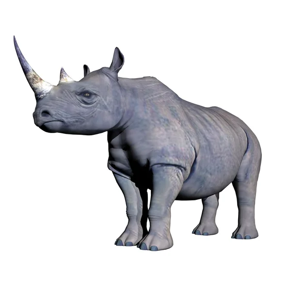 Rhinocéros debout — Photo