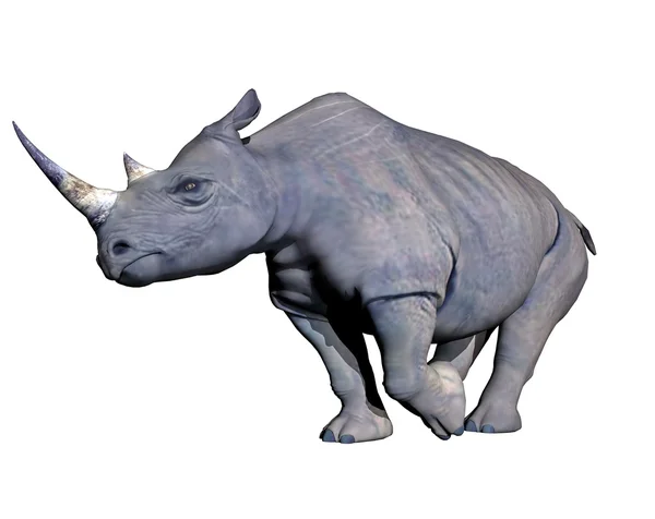 Rhinoceros charging — Stock Photo, Image