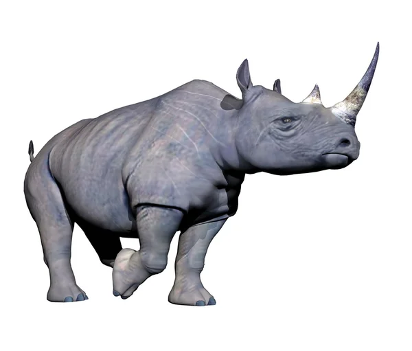 Rhinoceros running — Stock Photo, Image