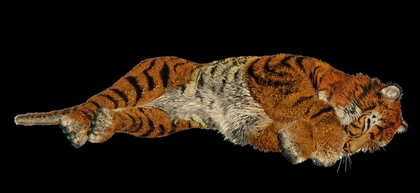 Tiger sleeping — Stock Photo, Image