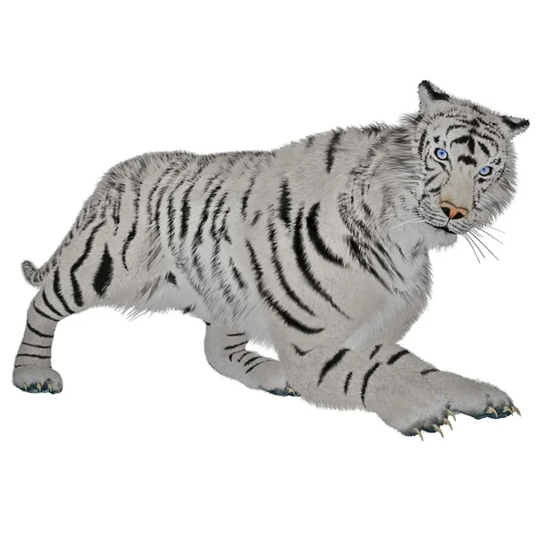 White tiger hunting — Stock Photo, Image