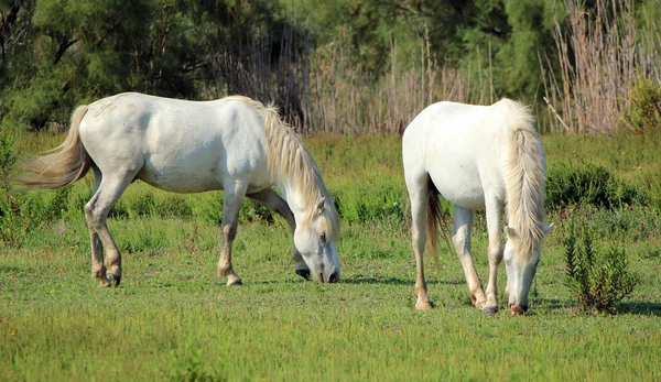 Hästar i camargue, Frankrike — Stockfoto