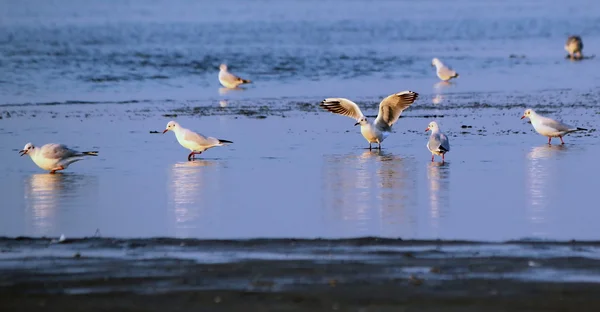 Gaivotas na água — Fotografia de Stock