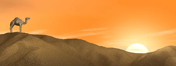 Kamel i ørkenen – stockfoto