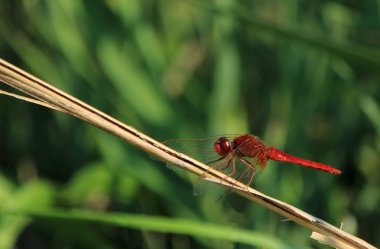 Scarlet yusufçuk, camargue, Fransa