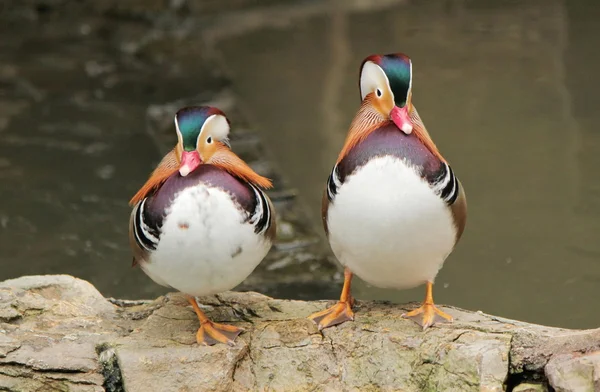 Madarin ducks — Stock Photo, Image