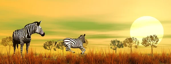 Zebras in der Savanne — Stockfoto