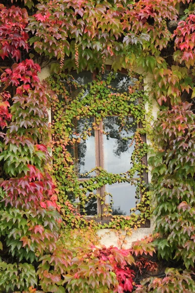 Window and ivy — Stock Photo, Image