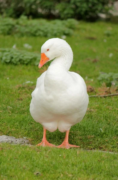 Ganso blanco — Foto de Stock