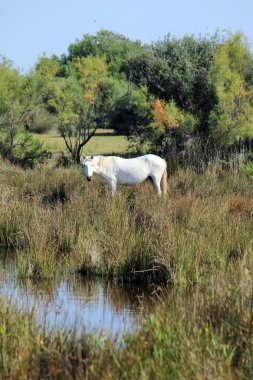 at içinde camargue, Fransa