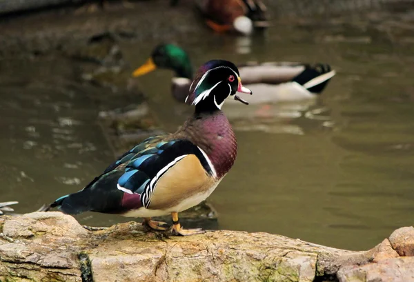 Pato de madera sobre rocas —  Fotos de Stock