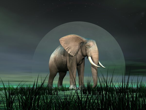 Elephant by moonlight