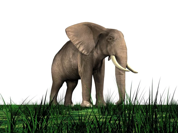 Elefante nell'erba — Foto Stock