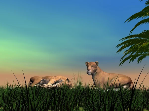 Resting time for lionesses — Stock Photo, Image