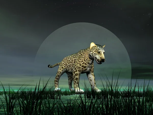 Panther oleh cahaya bulan — Stok Foto