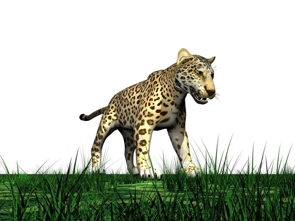 Panther and grass — Stock Photo, Image