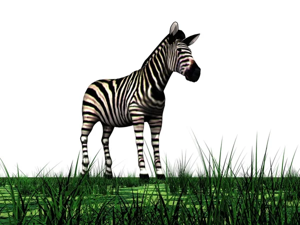 Zebra e grama — Fotografia de Stock