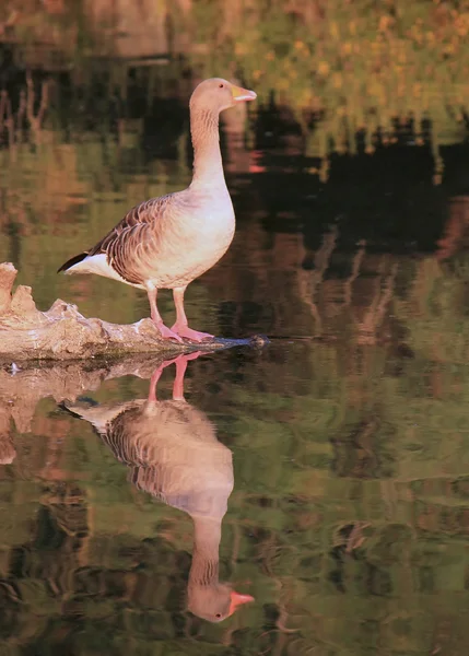 Goose reflection — Stock Photo, Image