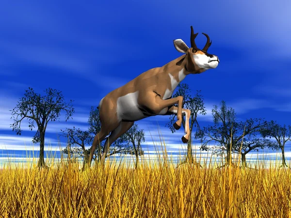 Pronghorn antelope jumping — Stock Photo, Image