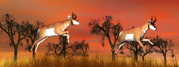 Two pronghorn antelope jumping — Stock Photo, Image