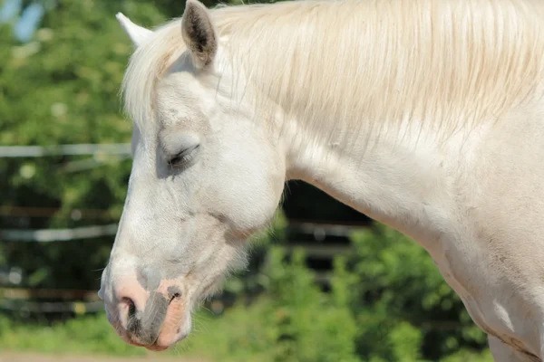 Sleepy white horse — Stock Photo, Image