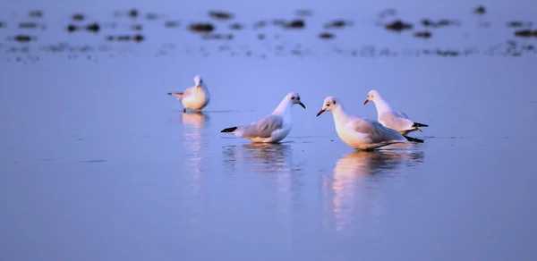 Seagulls on the water — Stock Photo, Image