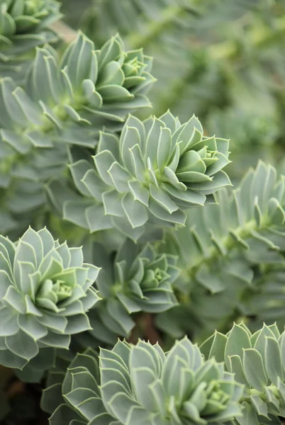 Myrtle Spurge - Euphorbia myrsinites — Stock Photo, Image