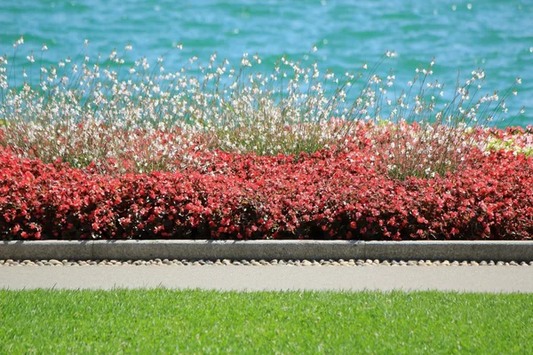 Fundo de flores — Fotografia de Stock