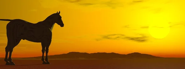 Sun contemplation — Stock Photo, Image